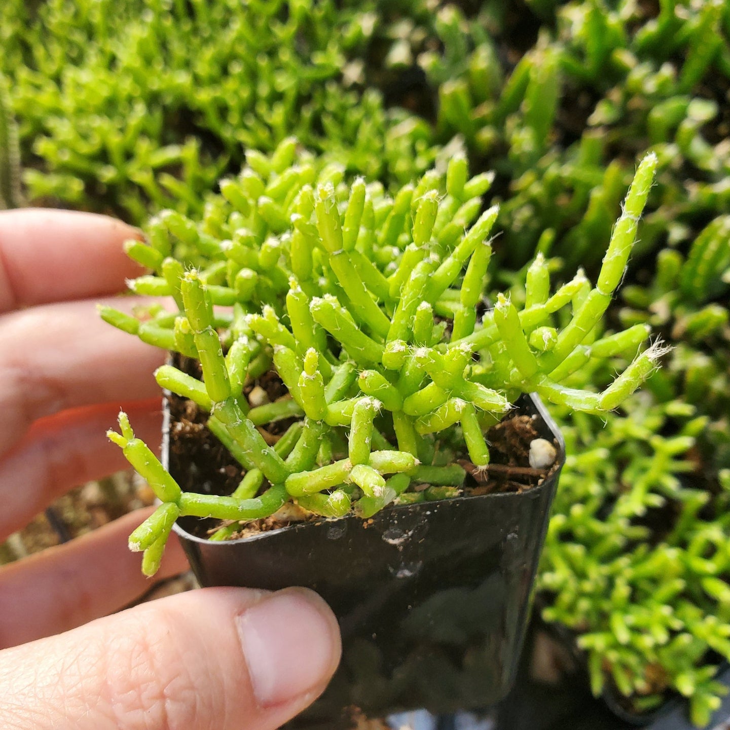 Rhipsalis  cereuscula 'Coral Cactus'